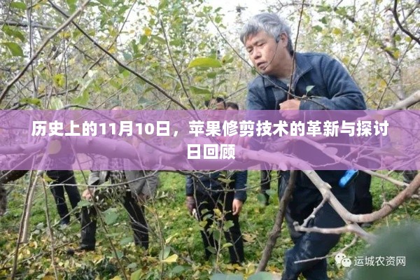 历史上的11月10日，苹果修剪技术的革新与探讨日回顾