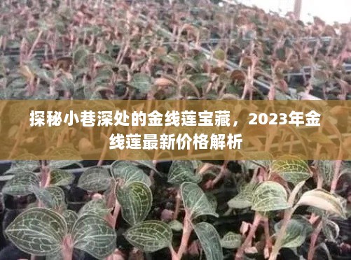 探秘小巷深处的金线莲宝藏，2023年金线莲最新价格解析