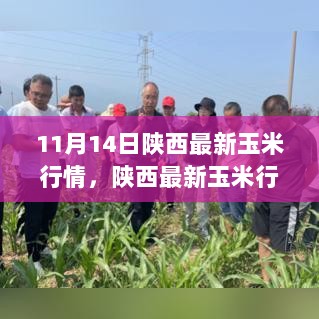 陕西玉米行情深度解读，最新报告聚焦要点分析（11月14日）