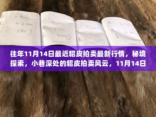 秘境探索，揭秘貂皮拍卖风云行情，最新行情尽在11月14日拍卖现场