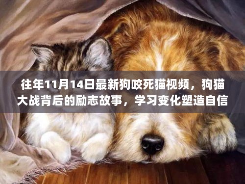 狗猫大战背后的励志故事，从冲突到自信与成就感的塑造