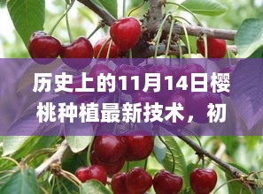 历史上的11月14日樱桃种植最新技术全攻略，适合初学者与进阶用户的技术解析