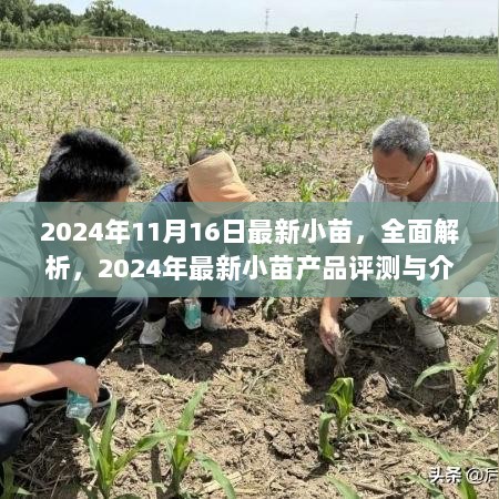 2024年最新小苗产品全面解析与评测介绍