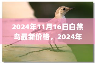 2024年白燕鸟最新价格指南，购买建议与入门指南（初学者与进阶用户必备）