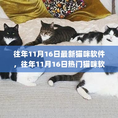 热门猫咪软件深度解析，历年11月16日的创新与趋势观察