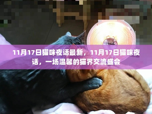 11月17日猫咪夜话，温馨猫界交流盛会