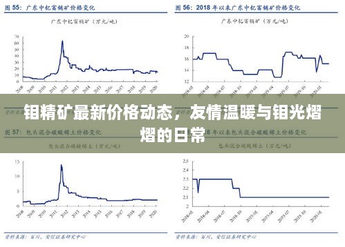 钼精矿最新价格动态，友情温暖与钼光熠熠的日常