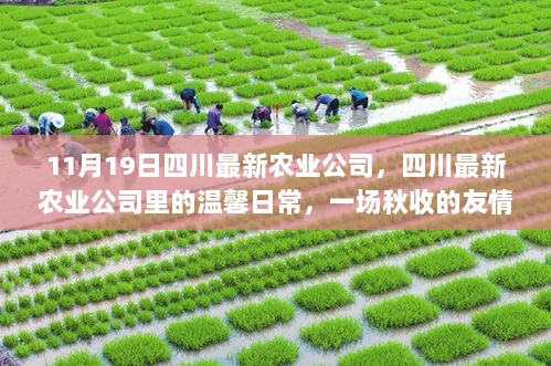 11月19日四川最新农业公司，四川最新农业公司里的温馨日常，一场秋收的友情故事