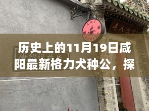 咸阳格力犬种公，历史邂逅传奇的探秘之旅