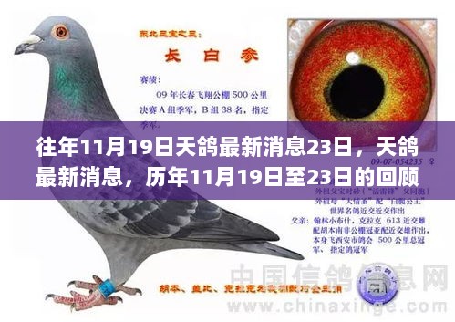 历年11月19日至23日的天鸽消息回顾与展望，最新动态揭秘