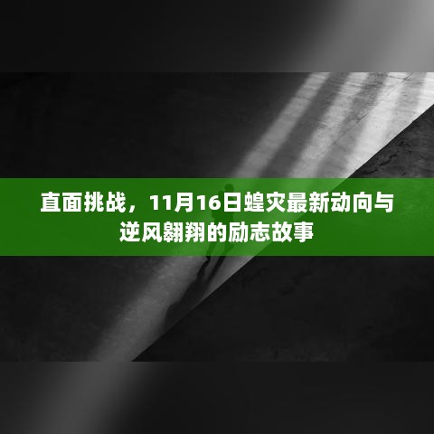 直面挑战，11月16日蝗灾最新动向与逆风翱翔的励志故事