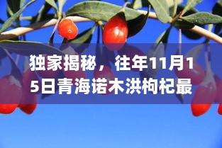 独家揭秘，往年11月15日青海诺木洪枸杞最新价格表——品质与价值的完美体现！