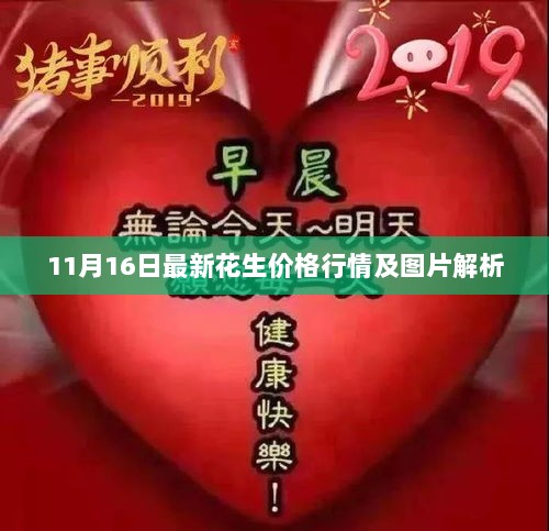 11月16日最新花生价格行情及图片解析