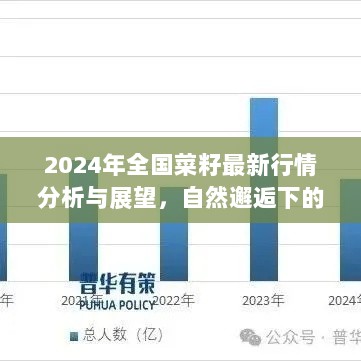 2024年全国菜籽最新行情分析与展望，自然邂逅下的美丽旅程开启