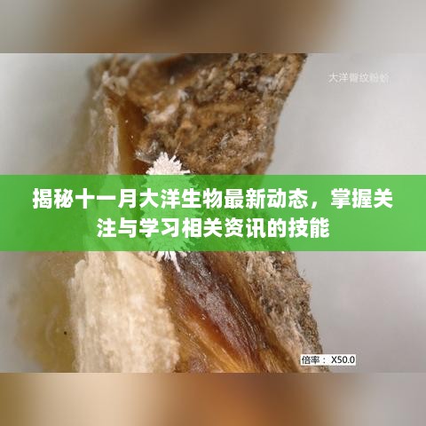 揭秘十一月大洋生物最新动态，掌握关注与学习相关资讯的技能