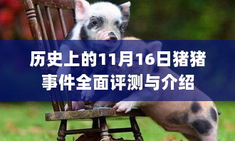 历史上的11月16日猪猪事件全面评测与介绍