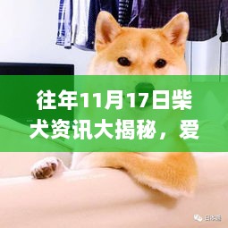 往年11月17日柴犬资讯大揭秘，爱好者的福音与技能指南