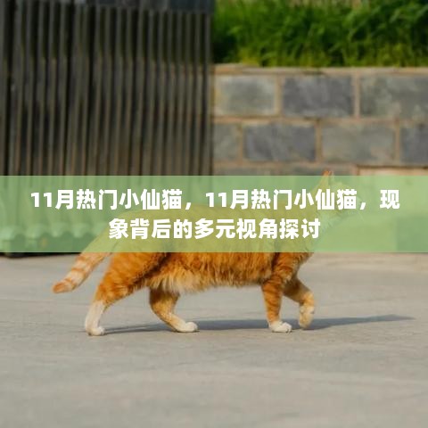 11月热门小仙猫现象多元视角探讨