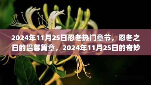 2024年11月25日忍冬热门章节，忍冬之日的温馨篇章，2024年11月25日的奇妙日常