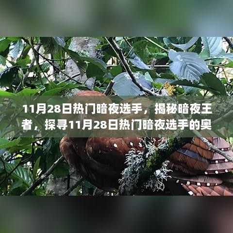 揭秘热门暗夜选手，探寻暗夜王者之奥秘 11月28日独家报道