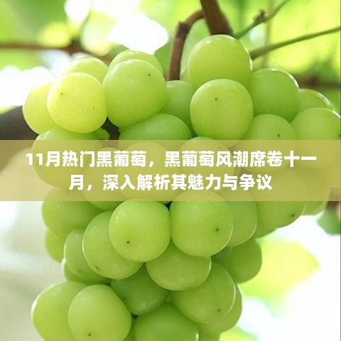 11月黑葡萄风潮，魅力与争议深度解析