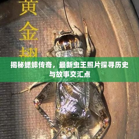 揭秘蟋蟀传奇，最新虫王照片探寻历史与故事交汇点