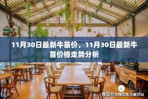 11月30日牛苗价格走势分析与最新报价