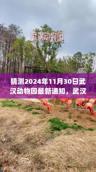 武汉动物园新篇章猜想，学习变化，自信成就未来——最新通知揭晓，2024年11月30日展望