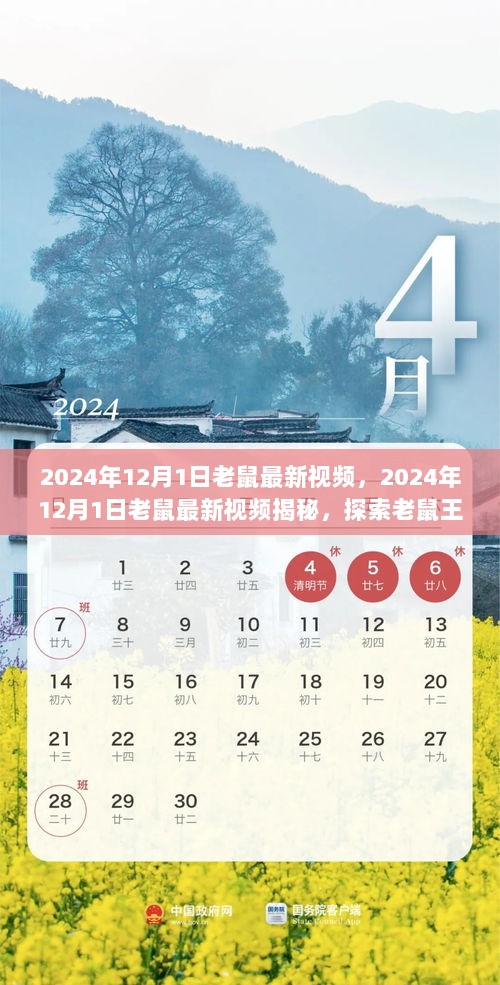 揭秘老鼠王国的神秘生活，最新视频探索之旅（2024年12月1日）