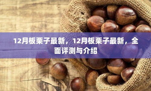 最新评测与介绍，12月板栗子全面解析