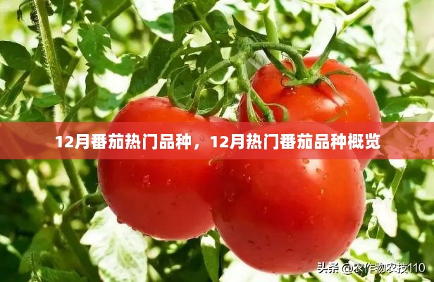 12月热门番茄品种全景览