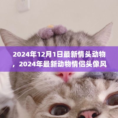 萌趣无限！2024年最新动物情侣头像风潮来袭