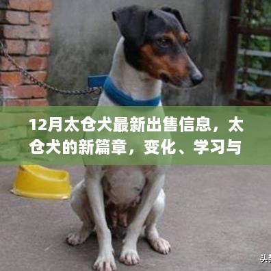 太仓犬冬季新篇章，自信与力量的闪耀，最新出售信息一网打尽