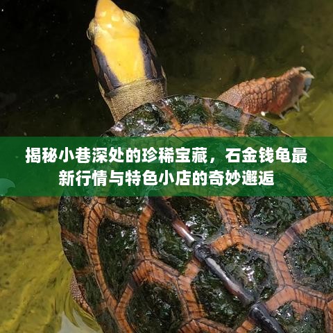 揭秘小巷深处的珍稀宝藏，石金钱龟最新行情与特色小店的奇妙邂逅