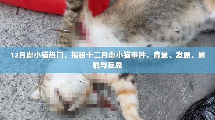 揭秘十二月虐猫事件，背景、进展、影响与深刻反思