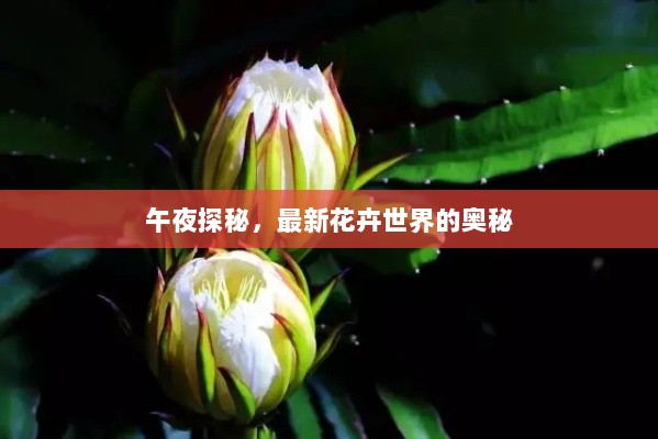 午夜探秘，最新花卉世界的奥秘