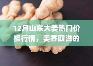 山东大姜12月热门价格行情揭秘，姜香四溢的季节与温馨故事