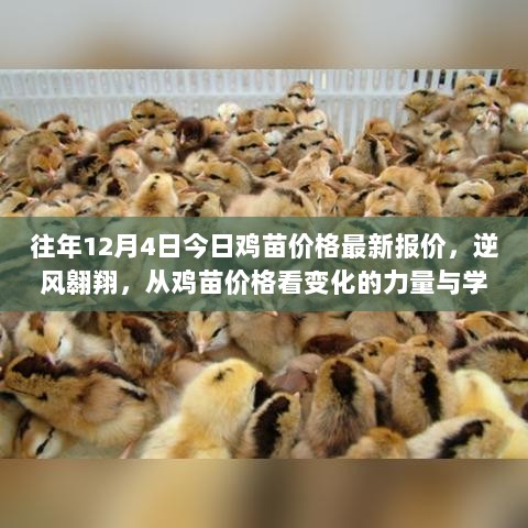 逆风翱翔，从鸡苗价格变化洞察力量与学习的魅力——最新鸡苗报价