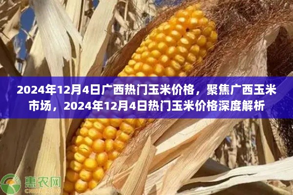 广西玉米市场深度观察，2024年12月4日热门玉米价格解析及市场聚焦