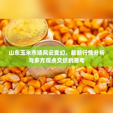 山东玉米市场风云变幻，最新行情分析与多方观点交织的思考