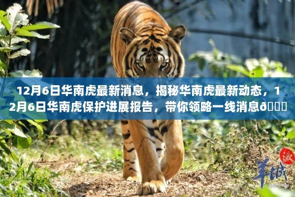 揭秘华南虎最新动态，保护进展报告与一线消息速递🐅