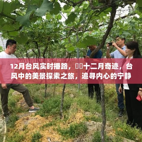 12月台风下的美景探索之旅，追寻内心的宁静与欢笑，十二月奇迹实时播路