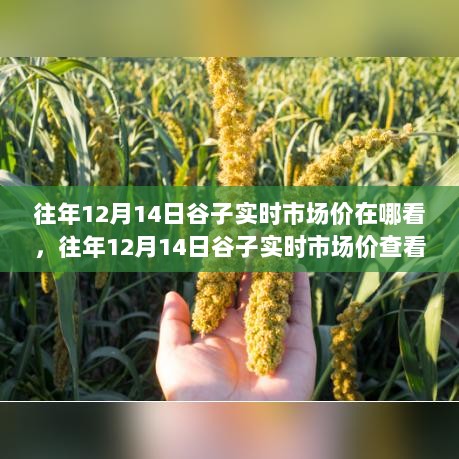 多维解析与观点碰撞，往年12月14日谷子实时市场价的查看途径与深度洞察