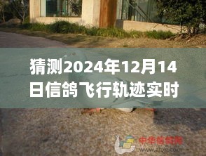 信鸽归途，爱的轨迹与温馨的等待——2024年12月特别飞行