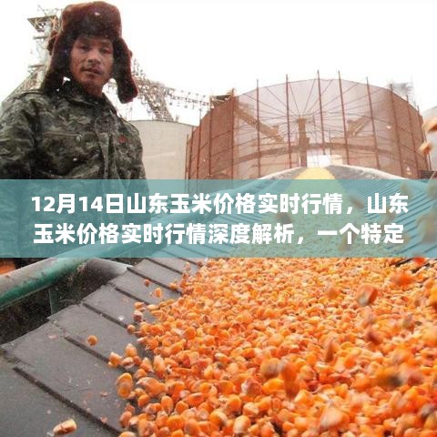 山东玉米价格深度解析，12月14日行情观察与影响因素分析