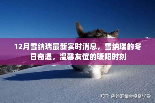 12月雪纳瑞冬日奇遇，实时消息与温馨友谊的暖阳时刻