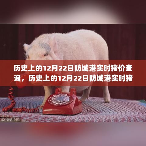 历史上的12月22日防城港实时猪价深度解析与波动背后的故事探究