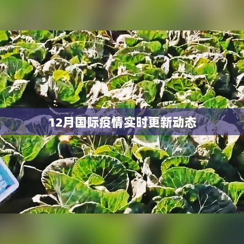 全球疫情最新动态，12月国际疫情实时更新概况