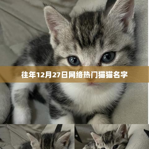 『年终猫咪命名热榜，最受喜爱的猫咪名字TOP榜』