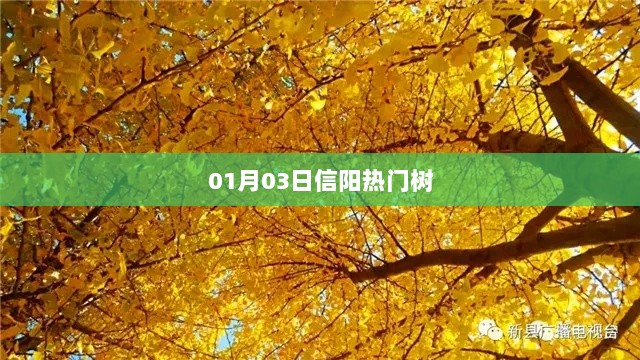 信阳热门树，一探究竟 01月03日动态